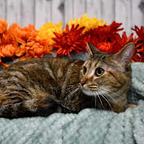 Thumbnail photo of Shiloh #1