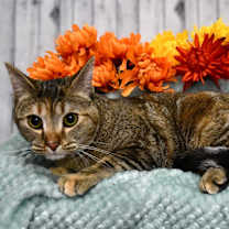 Thumbnail photo of Shiloh #2