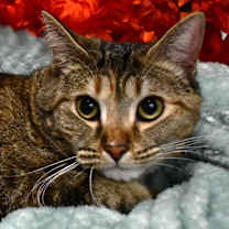 Thumbnail photo of Shiloh #3