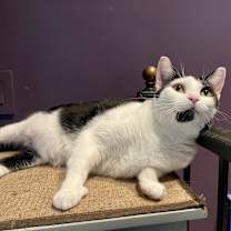 Thumbnail photo of Taco #3