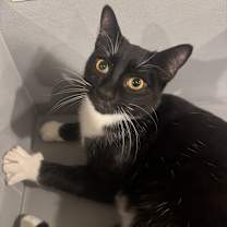Thumbnail photo of Joey - $25 Sponsored Adoption Fee! #2
