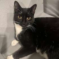 Thumbnail photo of Joey - $25 Sponsored Adoption Fee! #3