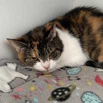 Thumbnail photo of Uma #2