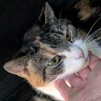 Thumbnail photo of Uma #3