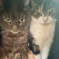 Thumbnail photo of Uma #4