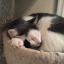 Thumbnail photo of Taco Fersch #2