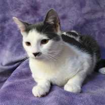 Thumbnail photo of Taco Fersch #3