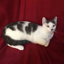 Thumbnail photo of Taco Fersch #4