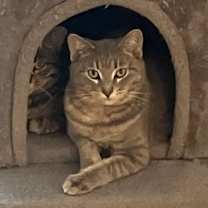 adopt-pet