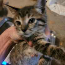 Thumbnail photo of Pete #2