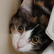 Thumbnail photo of Pudding #2