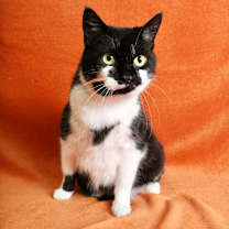 Thumbnail photo of Elphaba #1