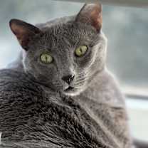 Thumbnail photo of Nala #2