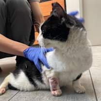 Thumbnail photo of Gordon #3