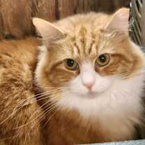 Thumbnail photo of Varela - Varla #1