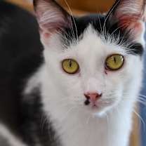 Thumbnail photo of Woody #1