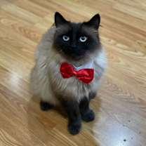 Thumbnail photo of Tuna #2