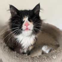 Thumbnail photo of Lollipop #1