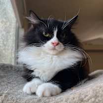 Thumbnail photo of Carbonara  #1