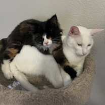 Thumbnail photo of Lollipop #3