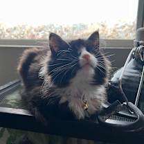 Thumbnail photo of Lollipop #4