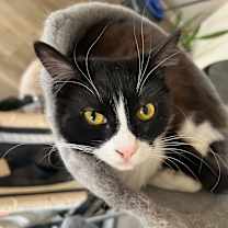 Thumbnail photo of Carbonara  #4