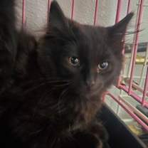 Thumbnail photo of Bill #3