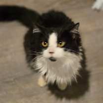 Thumbnail photo of Tess #2