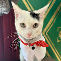 Thumbnail photo of Oreo #1