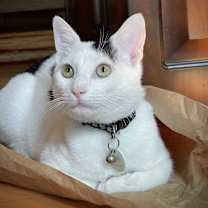 Thumbnail photo of Oreo #2