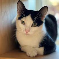 Thumbnail photo of Scooter #1