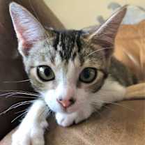 Thumbnail photo of Sweet Pea #2