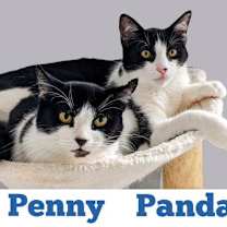 Thumbnail photo of Penny #2