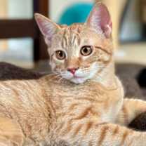 Thumbnail photo of Mandarin #3