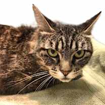 Thumbnail photo of 656042 Nova #3