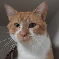 Thumbnail photo of Teddy #2