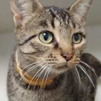 Thumbnail photo of Patsy #2