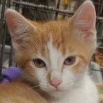 Thumbnail photo of Jaxon #2