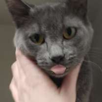 Thumbnail photo of Sadie #2