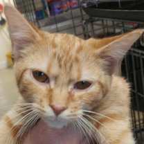 Thumbnail photo of Olive #2