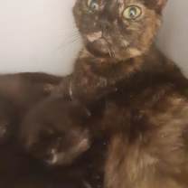 Thumbnail photo of JiJi #2