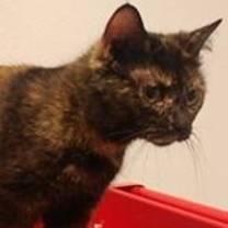 Thumbnail photo of JiJi #3