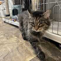 Thumbnail photo of Muffin #2