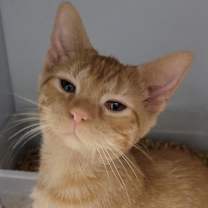 Thumbnail photo of Benny #2