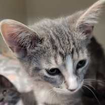 Thumbnail photo of Greyson #2