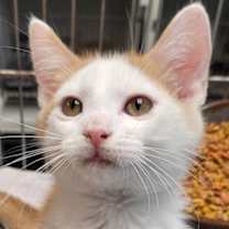 Thumbnail photo of Jericho #2