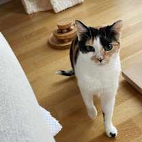 Thumbnail photo of Daisy #3