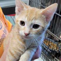 Thumbnail photo of Aster #2