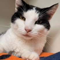 Thumbnail photo of Cleo #2