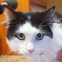 Thumbnail photo of Oscar #2